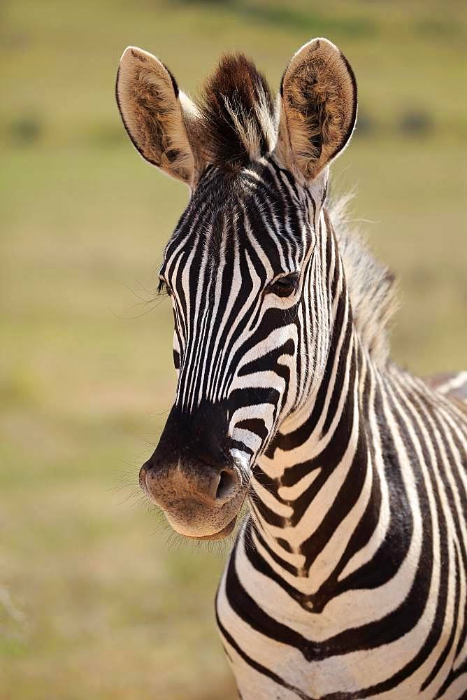 Cape mountain zebra (Equus zebra zebra), adult, animal portrait, Mountain Zebra National Park, Eastern Cape, South Africa, Africa