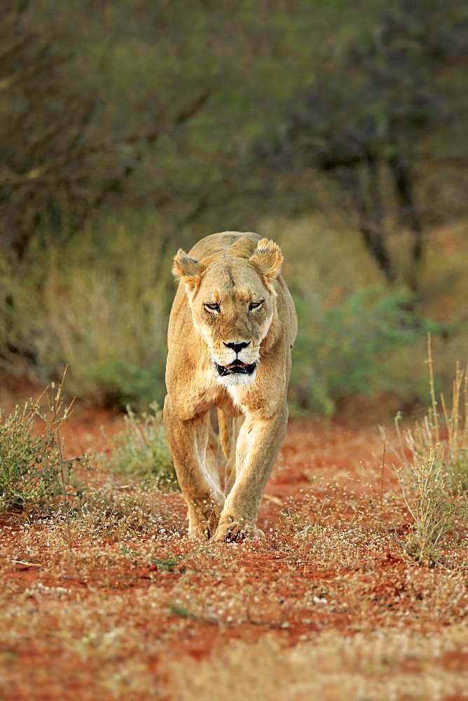 Lioness (Panthera leo), adult, walking through bush land, Tswalu Game Reserve, Kalahari, North Cape, South Africa, Africa