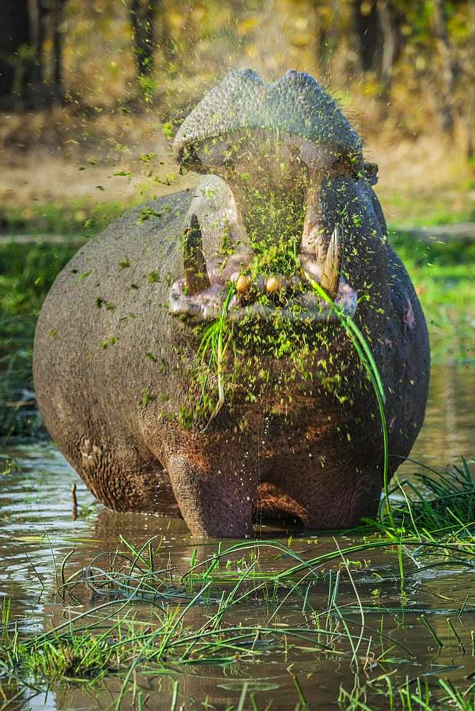 Hippo (Hippopotamus amphibius), grazing in shallow water, open mouth, Moremi Wildlife Reserve, Ngamiland, Botswana, Africa