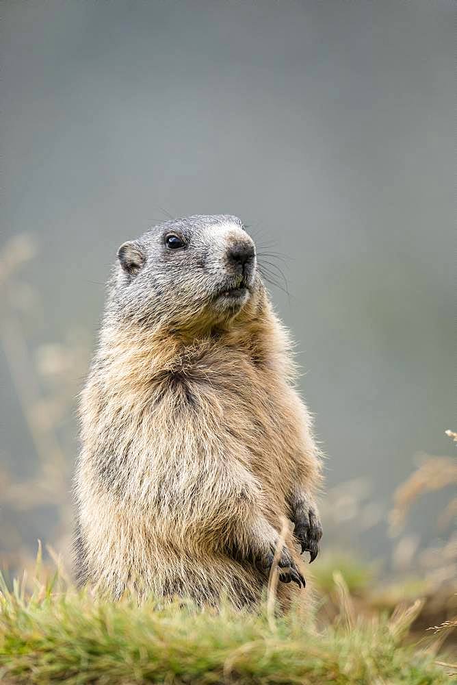 Alpine Marmot (Marmota marmota), animal portrait, Grossglockner, Hohe Tauern National Park, Carinthia, Austria, Europe