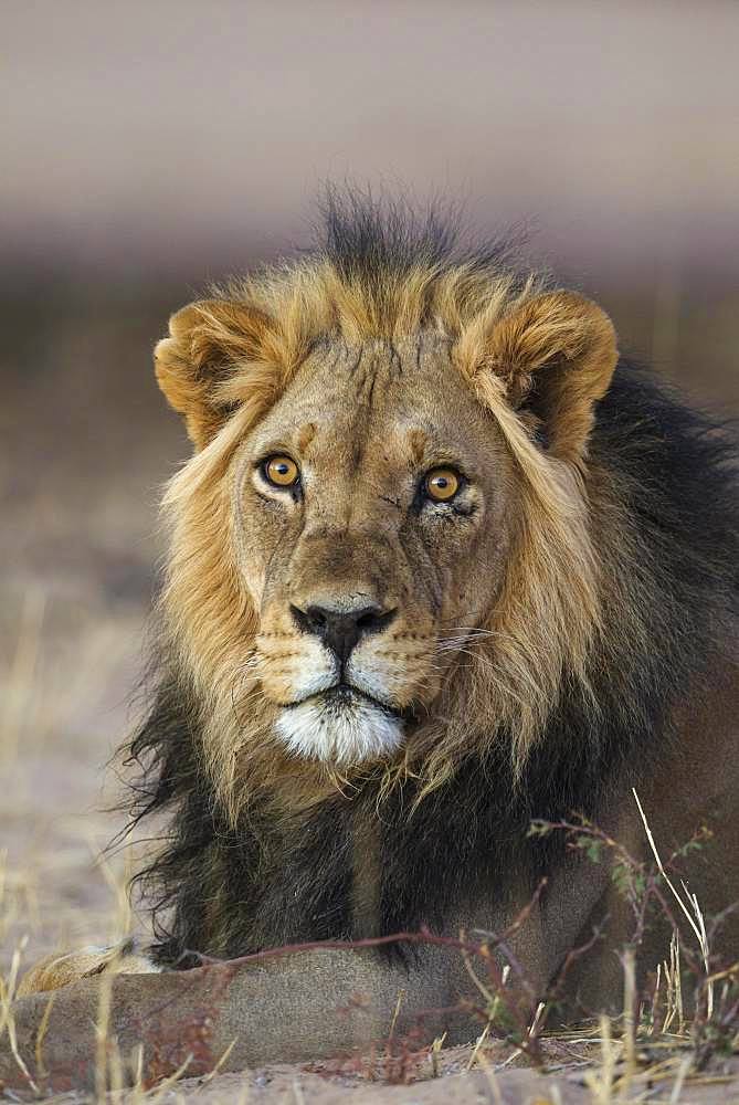 Black-maned lion (Panthera leo vernayi), male, resting, Kalahari Desert, Kgalagadi Transfrontier Park, South Africa, Africa