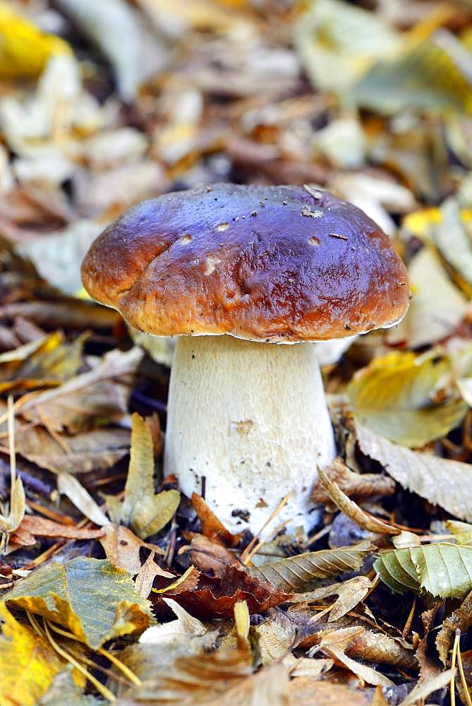 King bolete (Boletus edulis) between autumn leaves, Barnim Nature Park, Brandenburg, Germany, Europe