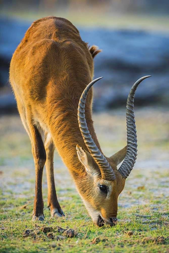 Red Lechwe (Kobus leche leche), eating, Moremi Wildlife Reserve, Ngamiland, Botswana, Africa