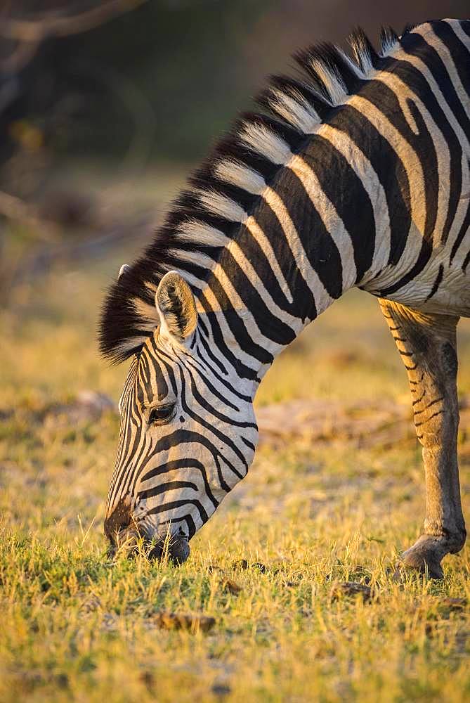 Burchell's Zebra (Equus quagga burchelli), eating, Moremi Wildlife Reserve, Ngamiland, Botswana, Africa