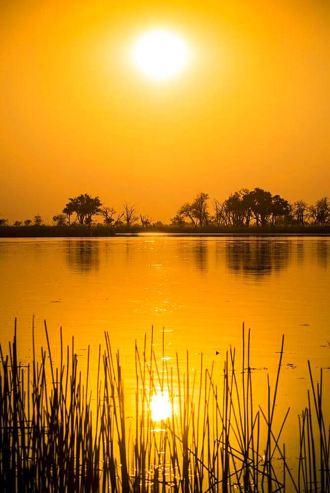 River landscape in the Okavango Delta at sunset, Moremi Wildlife Reserve, Ngamiland, Botswana, Africa