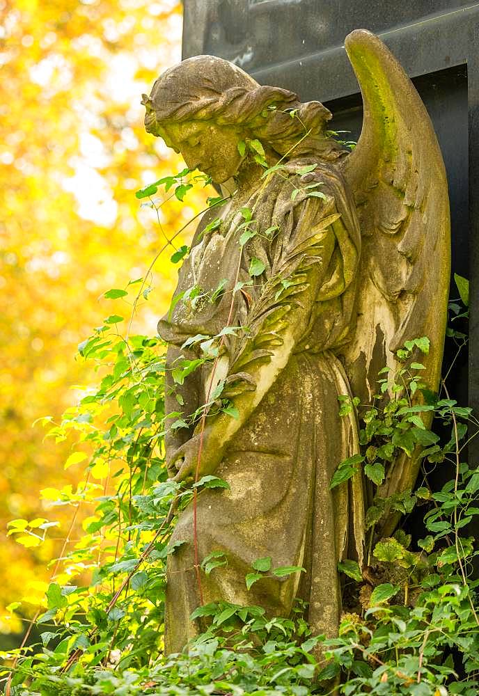 Female angel figure, praying, with star on the crown, entwined with climbing plants, autumn light, historical tomb on cemetery, Friedhoefe an der Bergmannstrasse, Berlin-Kreuzberg, Berlin, Germany, Europe