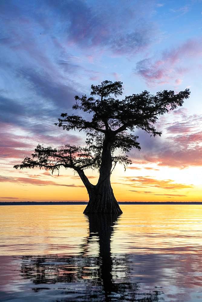 Single Bald cypress (Taxodium distichum) in water at sunset, Atchafalaya Basin, Louisiana, USA, North America