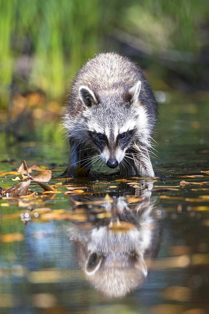 Raccoon (Procyon lotor) wads through water, Louisiana, USA, North America