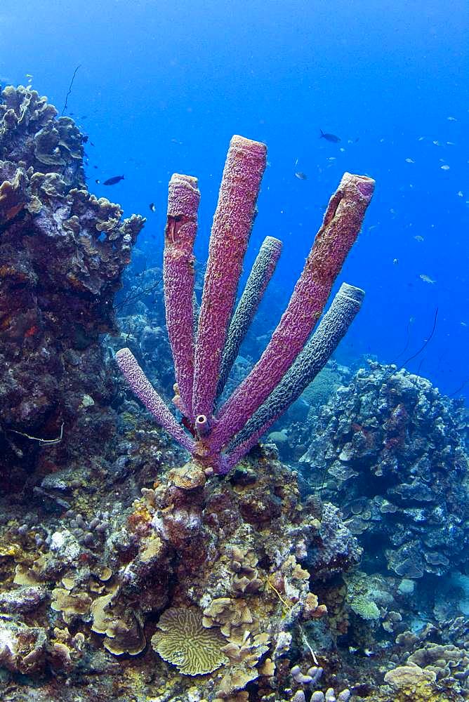 Purple Stove-pipe Sponge (Aplysina archeri) off Playa Grandi, West Curacao, Curacao, South America