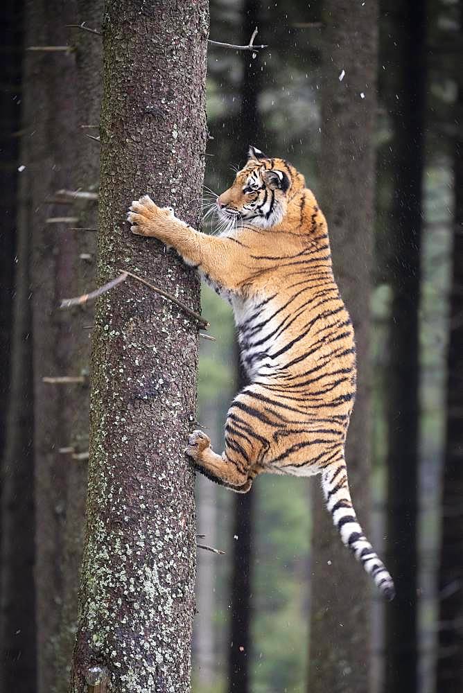 Siberian tiger (Panthera tigris altaica) climbing tree trunk, captive, Czech Republic, Europe