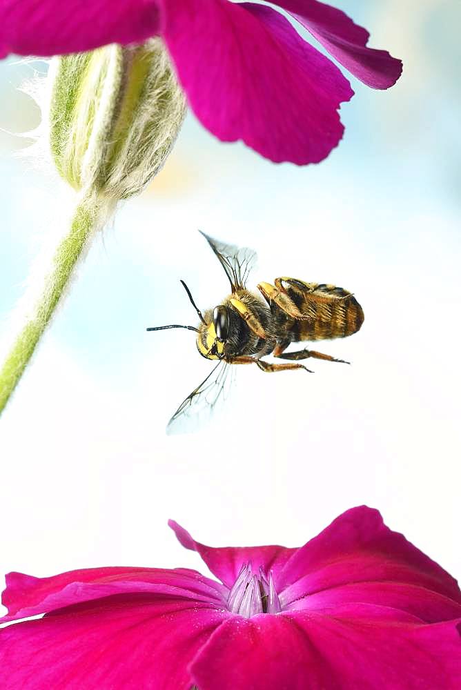 European wool carder bee (Anthidium manicatum), in flight on a rose campion (Silene coronaria), Germany, Europe