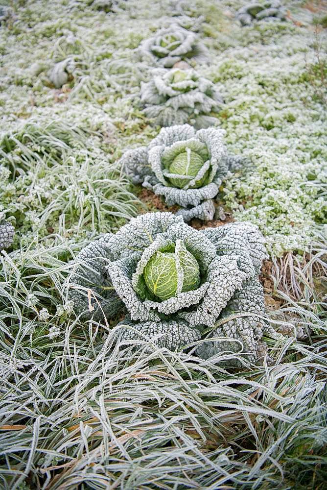 Savoy cabbage (Brassica oleracea convar. capitata var. sabauda) with hoarfrost on field, North Rhine-Westphalia, Germany, Europe