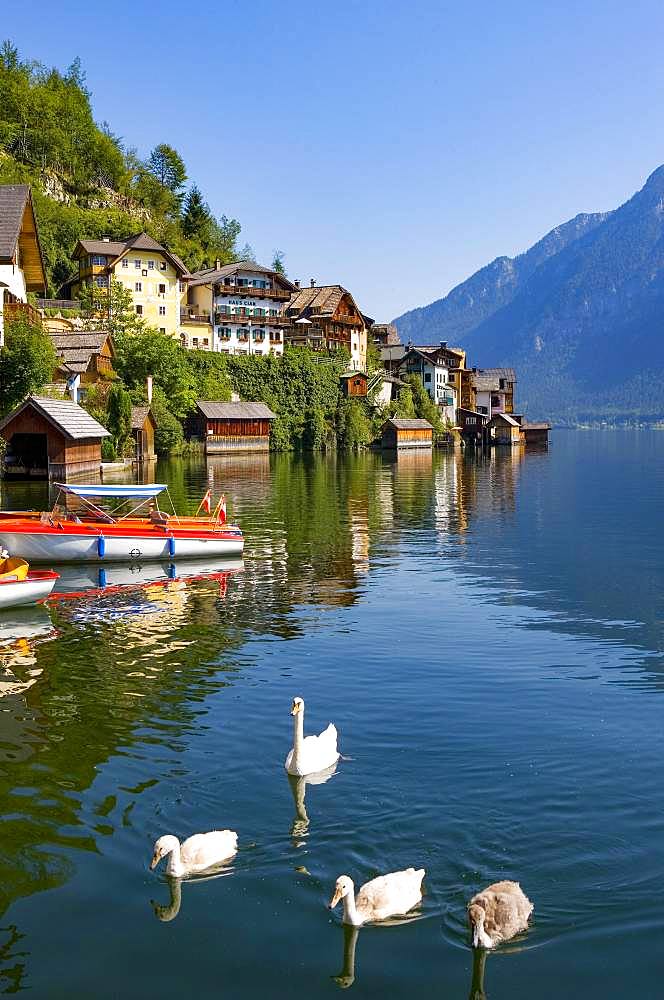 Swan family at Lake Hallstatt, Hallstatt, Salzkammergut, Upper Austria, Austria, Europe