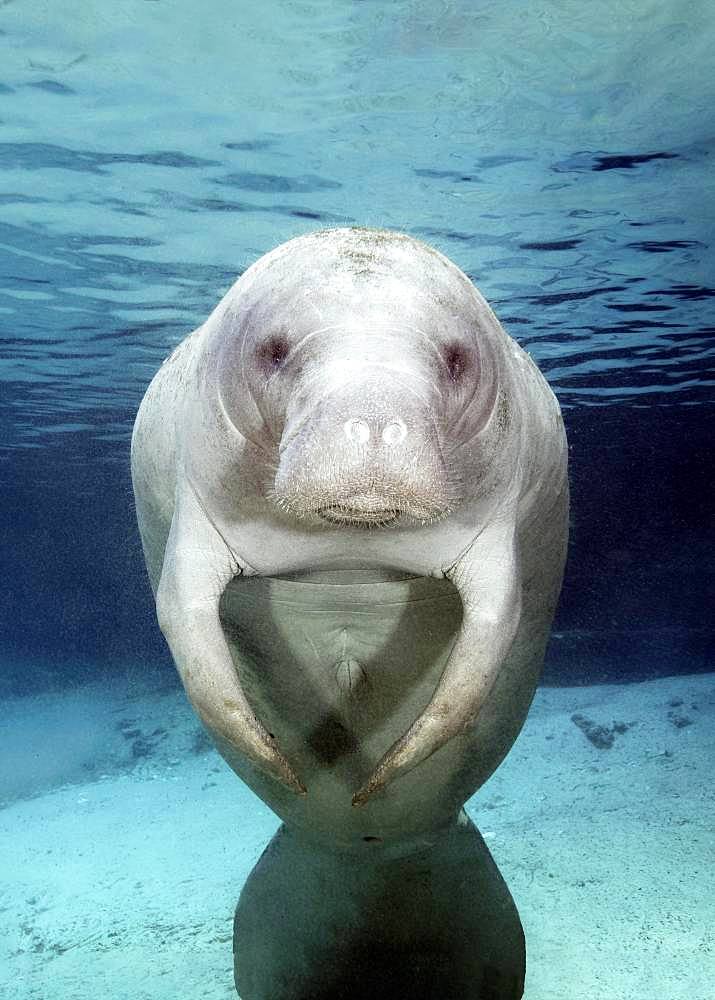 West Indian manatee (Trichechus manatus), female, cow, Three Sisters Springs, Manatee Sanctuary, Crystal River, Florida, USA, North America