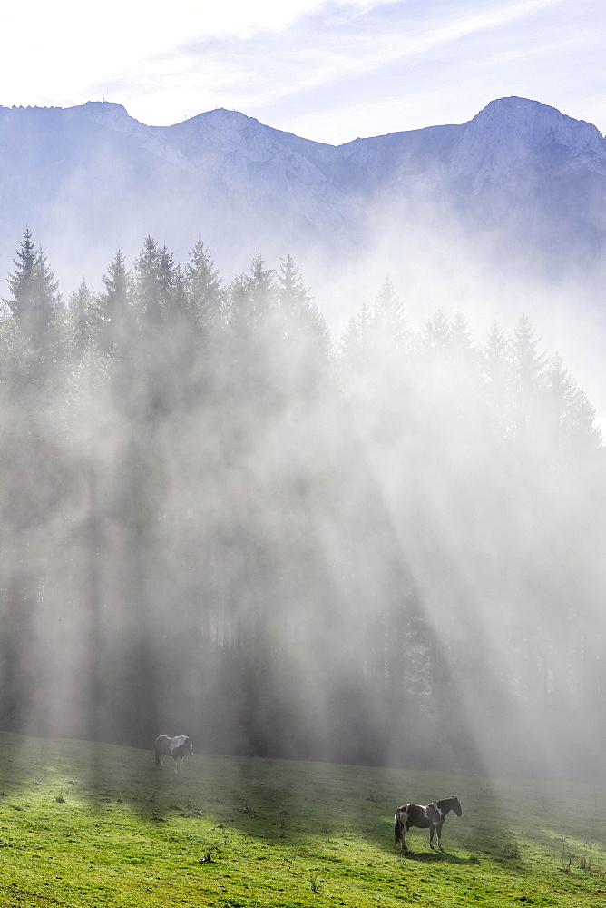 Horse on pasture and fog at the Hochsteinalm, Traunkirchen, Upper Austria, Austria, Europe