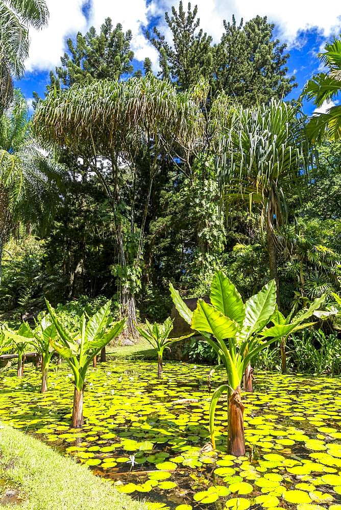 Water Banana Palms (Typhonodorum lindleyanum), Water Lily Pond, Victoria Botanical Garden, Mahe Island, Seychelles, Africa