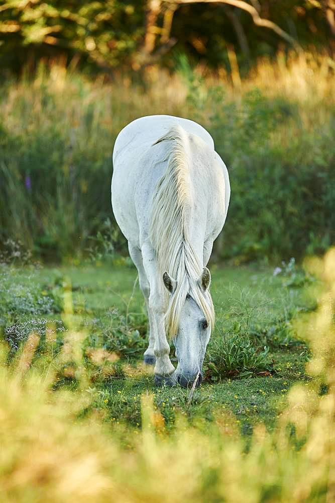 Camargue horse grazing on a field, Camargue, France, Europe