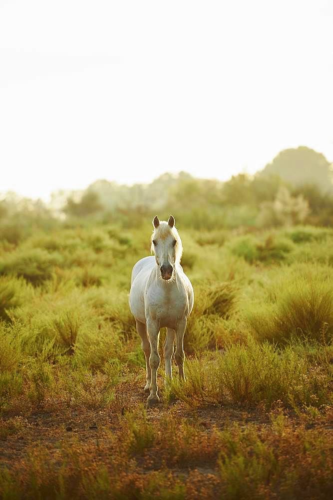 Camargue horse standing on salt meadow, Camargue, France, Europe