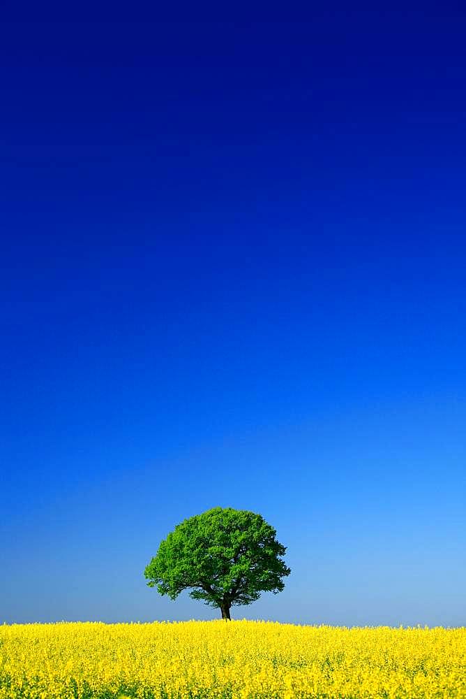 Cultural landscape in spring, solitary oak (Quercus robur) in blooming Rape field (Brassica napus), peace oak, planted in 1871 after the Franco-Prussian War, blue sky, Hombressen, Hesse, Germany, Europe