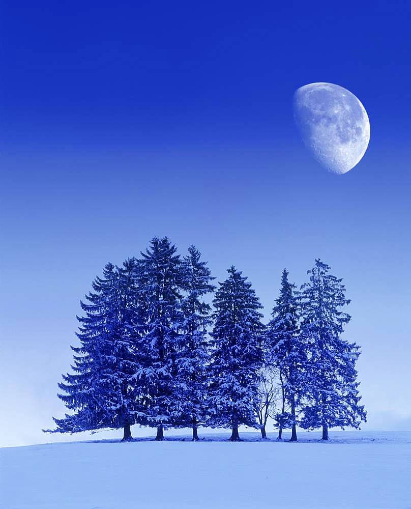 Digital Composing, winter landscape, fir trees with moon, near Fuessen, Allgaeu, Bavaria, Germany, Europe