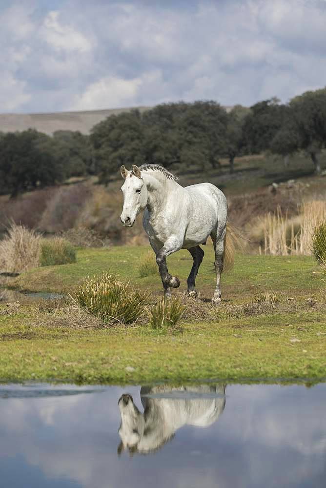 Andalusian horse, grey, gelding at trot in landscape, water reflection, Andalusia, Spain, Europe