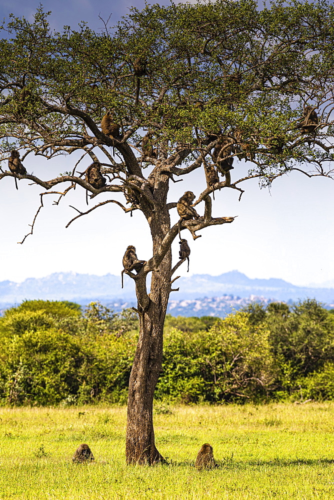 Herd Yellow baboons (Papio cynocephalus) sitting in a tree, Serengeti National Park, Tanzania, Africa