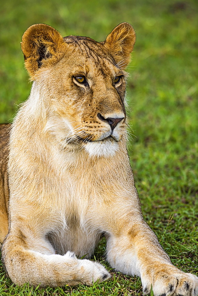 Lioness (Panthera leo), lies attentively in the grass, Serengeti National Park, Tanzania, Africa