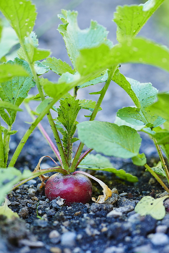 Red radish (Raphanus sativus var. sativus) in a garden, Upper Palatinate, Bavaria, Germany, Europe