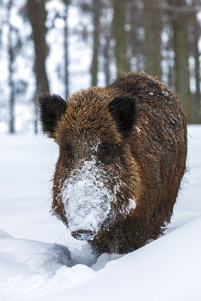 Wild boar (Sus scrofa) in snow, Baden-Wuerttemberg, Germany, Europe