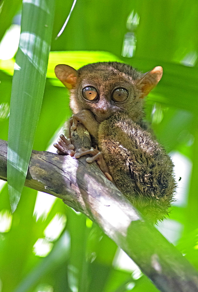 Philippine tarsier (Carlito syrichta) clings to a branch, Bohol, Central Visayas, Philippines, Asia