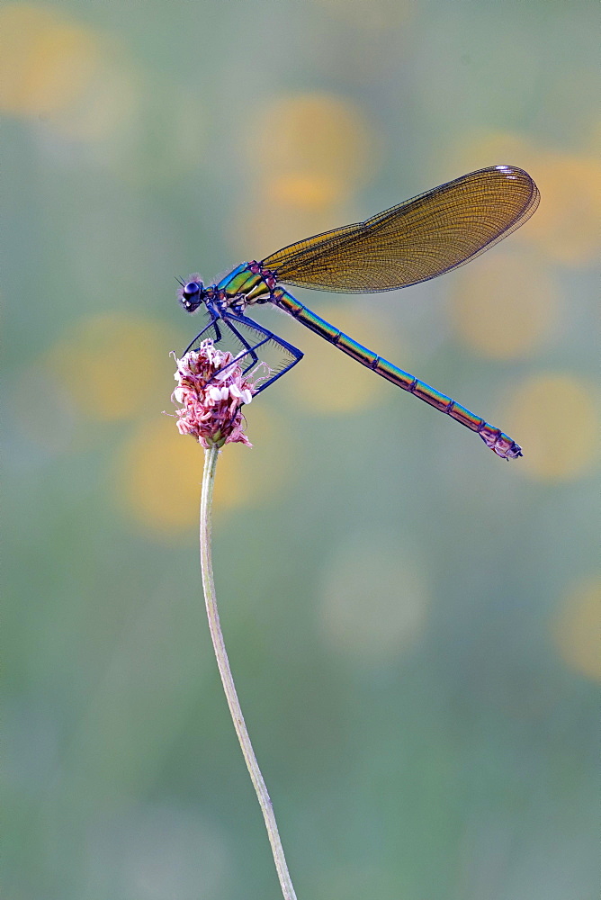 Beautiful demoiselle (Calopteryx virgo) sitting on flower, Bavaria, Germany, Europe