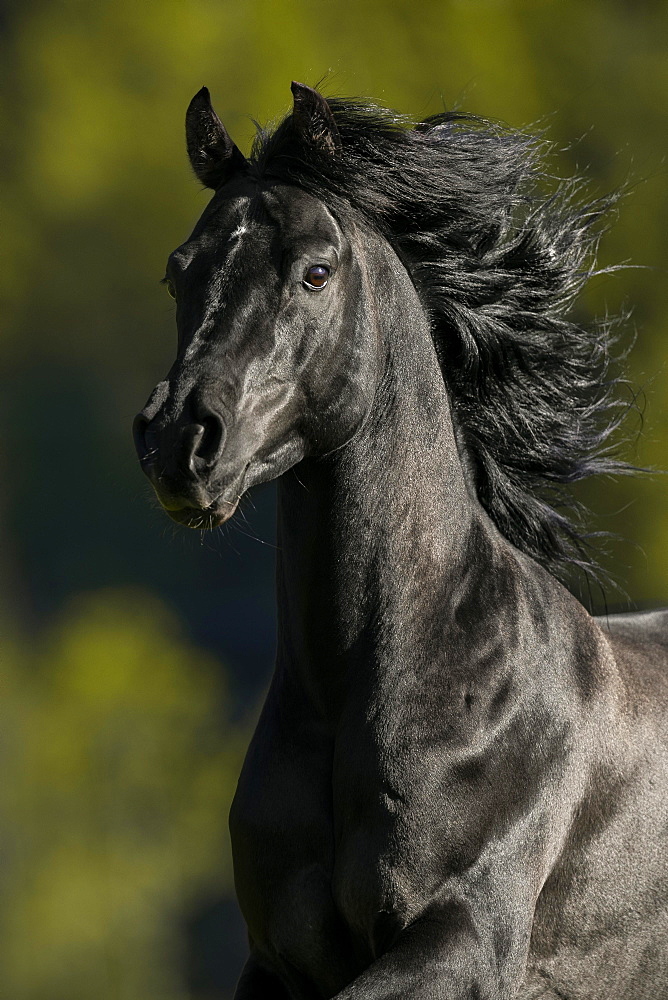 Portrait of a thoroughbred Arabian black stallion, Tyrol, Austria, Europe