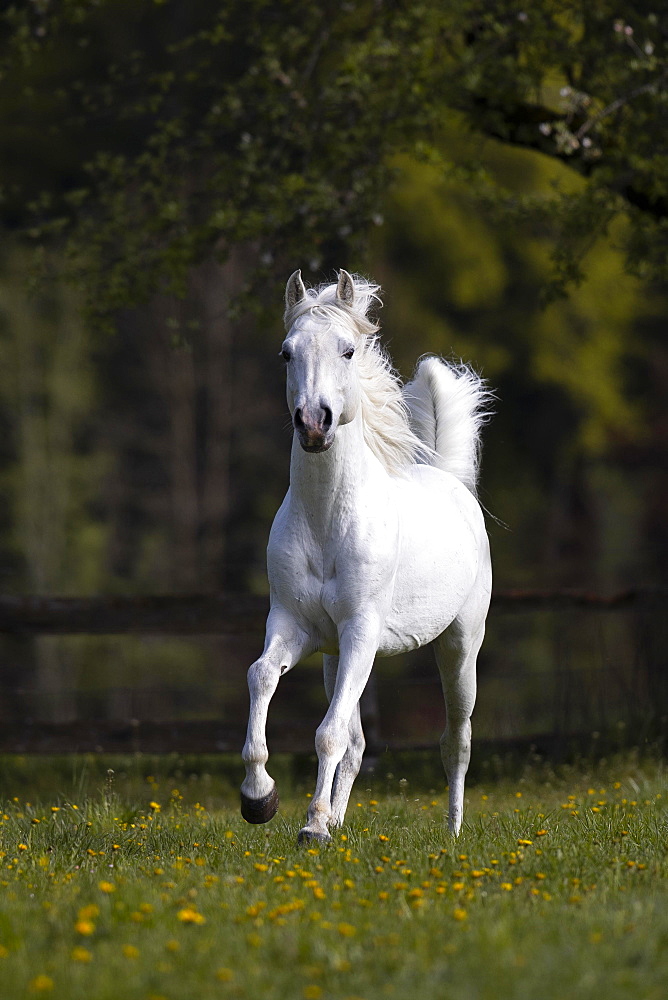 Thoroughbred Arabian grey stallion in spring on the pasture, Tyrol, Austria, Europe