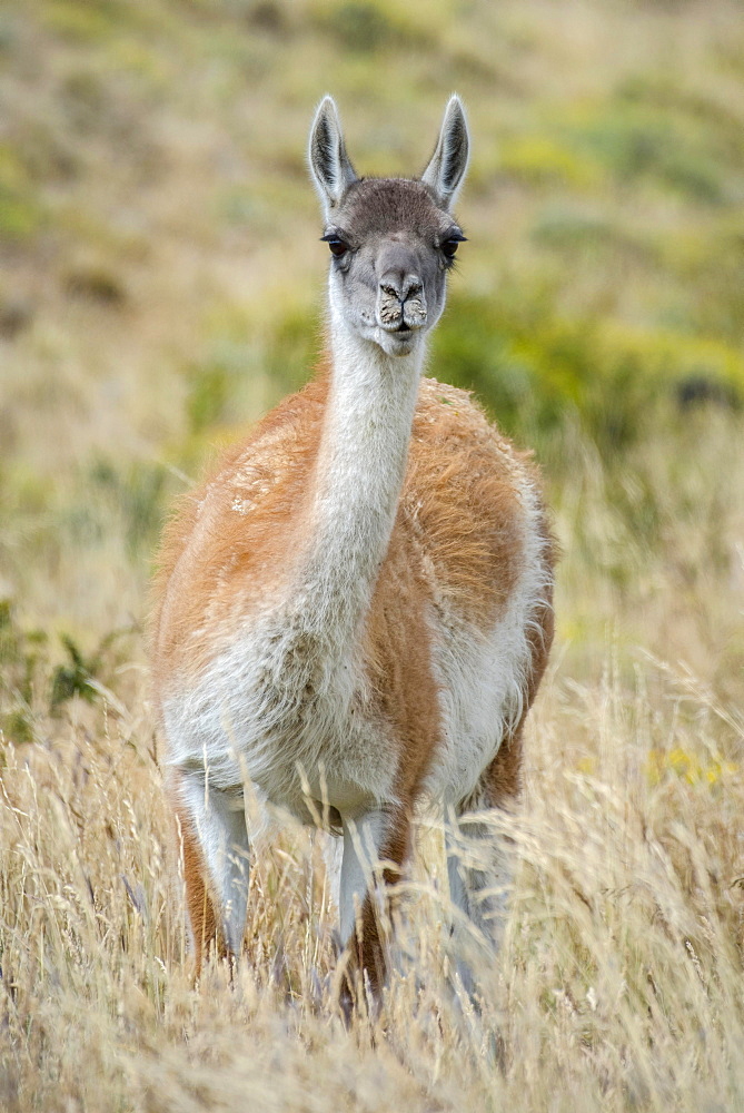 Guanaco (Llama guanicoe), stands in high grass, Torres del Paine National Park, Region de Magallanes y de la Antartica Chilena, Patagonia, Chile, South America