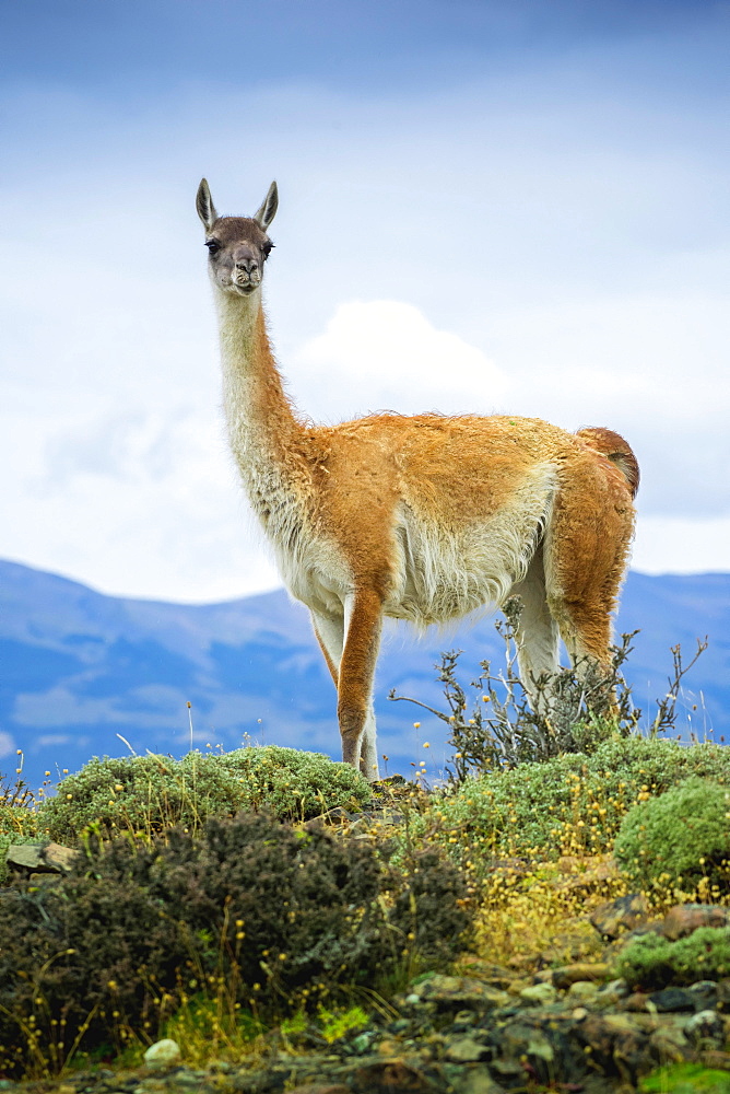 Guanaco (Llama guanicoe), also , is on lookout, Torres del Paine National Park, Region de Magallanes y de la Antartica Chilena, Patagonia, Chile, South America