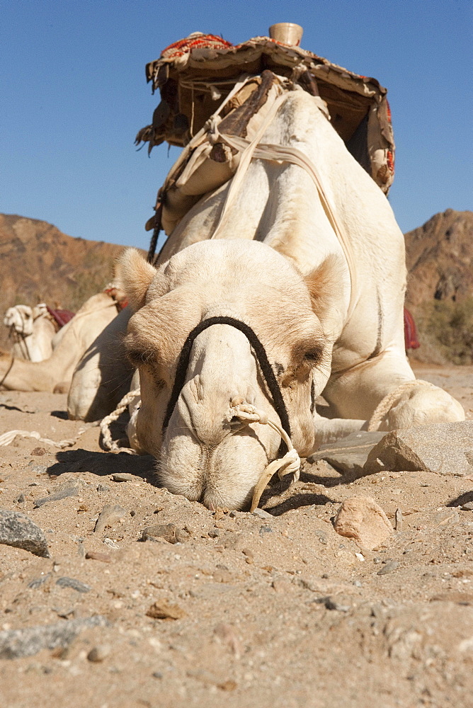 Dromedary (Camelus dromedarius), lies in sandy soil, Sinai, Egypt, Africa