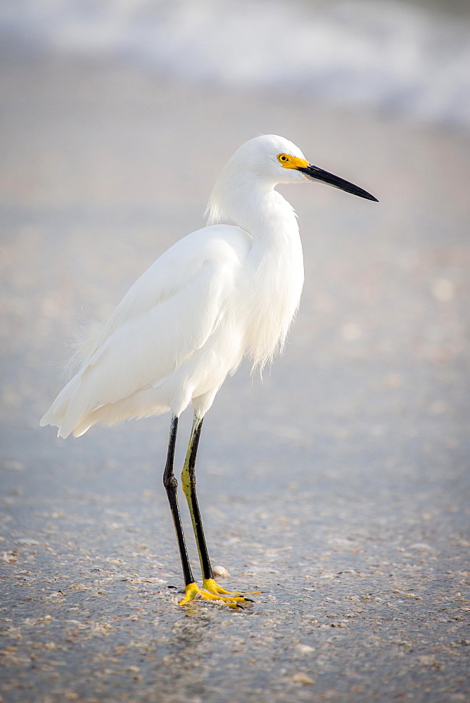 Little egret (Egretta garzetta) at the beach, Longboat Key, Florida, USA, North America