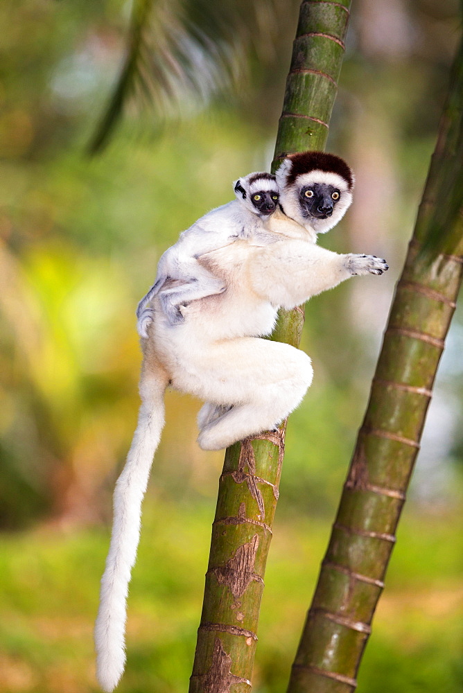 Verreaux's sifaka (Propithecus verreauxi), with baby animal on the back, Nahampoana Reserve, South Madagascar, Madagascar, Africa