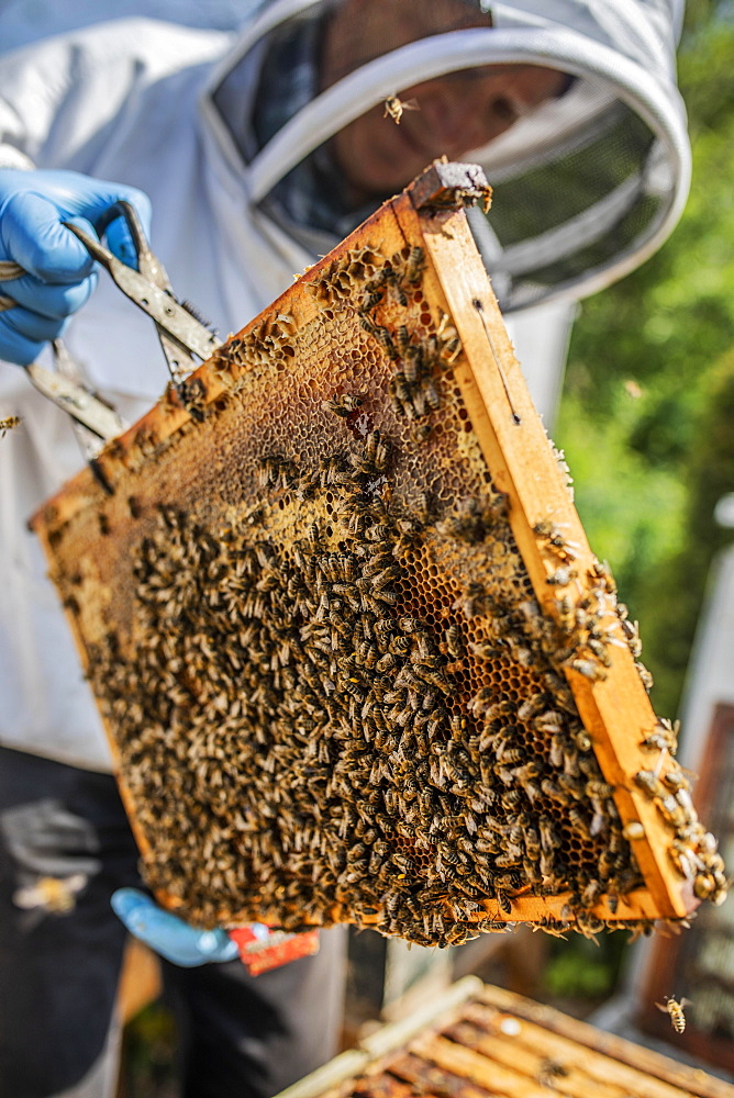 Beekeeper with protective suit checks his honeyBees (Apis) ian der Wabe, North Rhine-Westphalia, Germany, Europe