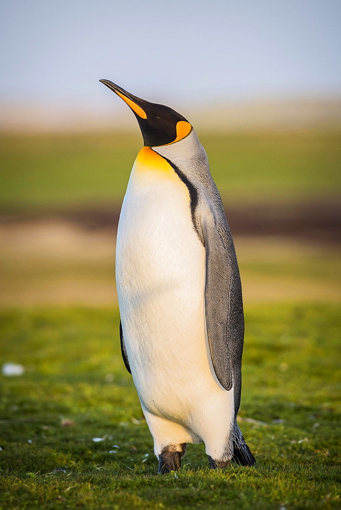 King penguin (Aptenodytes patagonicus) is in a meadow, Volunteer Point, Falkland Islands, South America