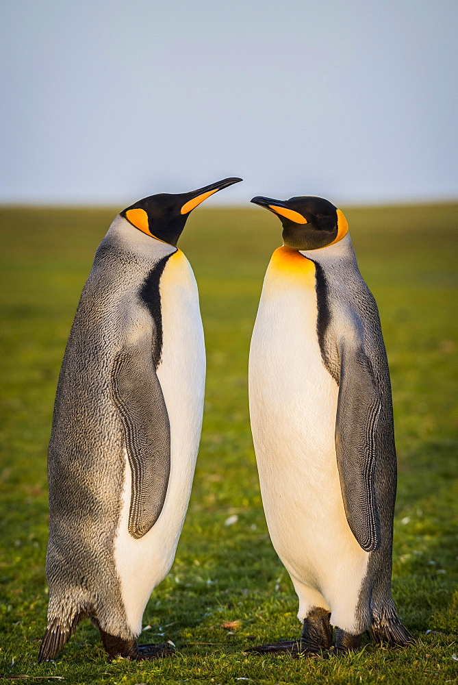 King penguins (Aptenodytes patagonicus) stand in a meadow, Volunteer Point, Falkland Islands, South America