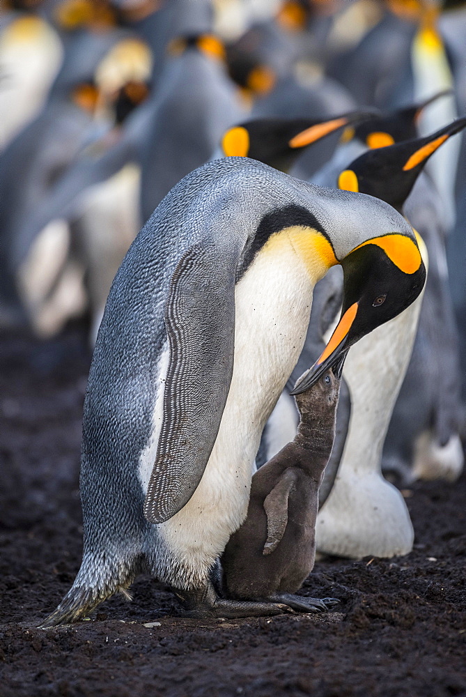 King penguin (Aptenodytes patagonicus) with chicks, breeding colony, Volunteer Point, Falkland Islands, South America