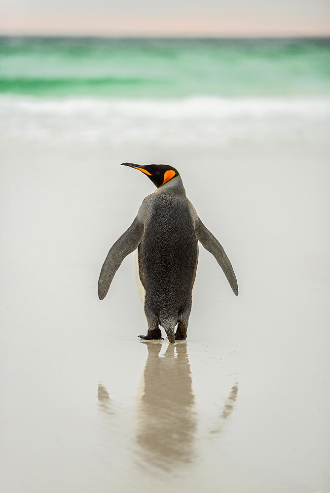 King penguin (Aptenodytes patagonicus) at the beach, rear view, Volunteer Point, Falkland Islands, South America