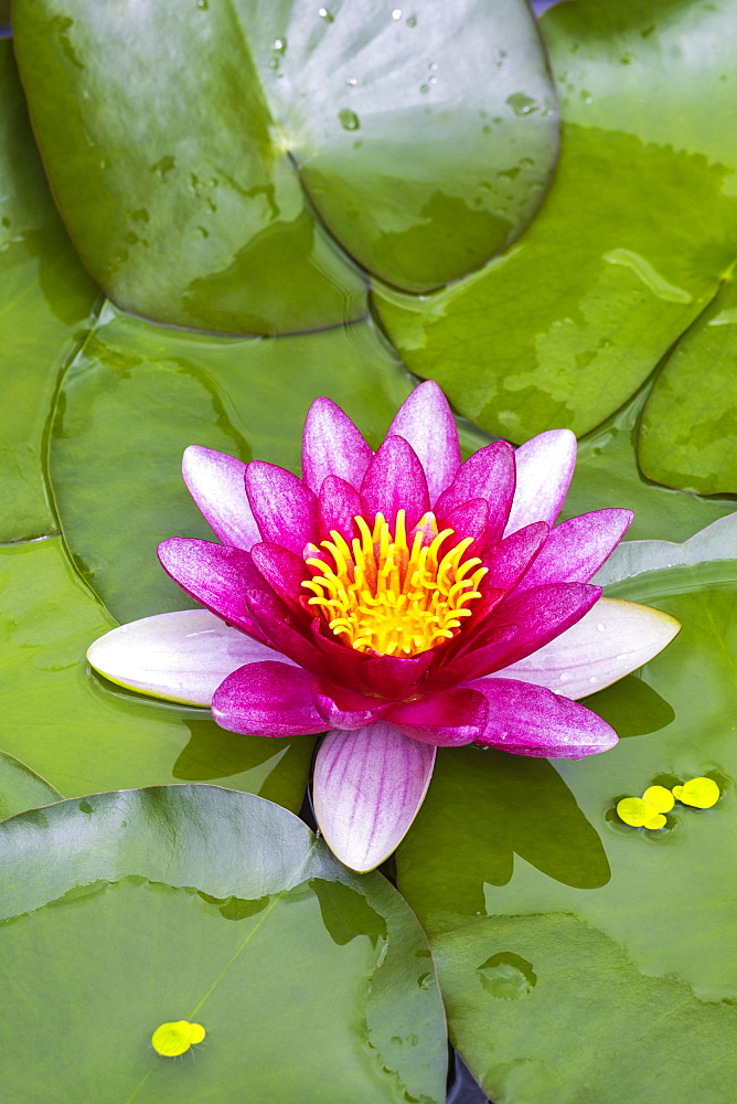 Pink Water lily (Nymphaea) duckweed, Baden-Wuerttemberg, Germany, Europe