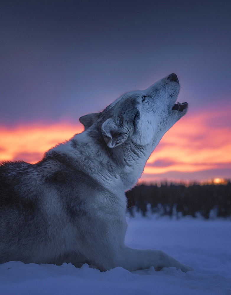 Husky howls, Skaulo, Norrbottens laen, Sweden, Europe