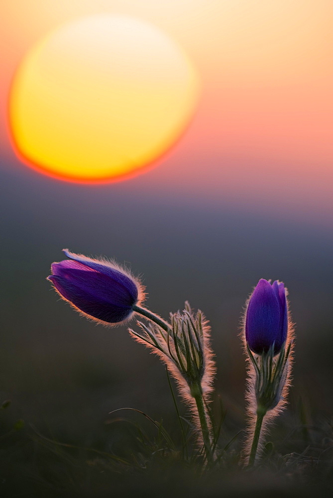 Kitchen clamps (pulsatilla vulgaris) at sunset, Bavaria, Germany, Europe