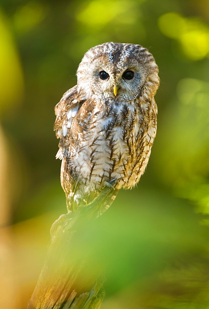 Tawny owl (Strix aluco), captive, Sumava, Czech Republic, Europe