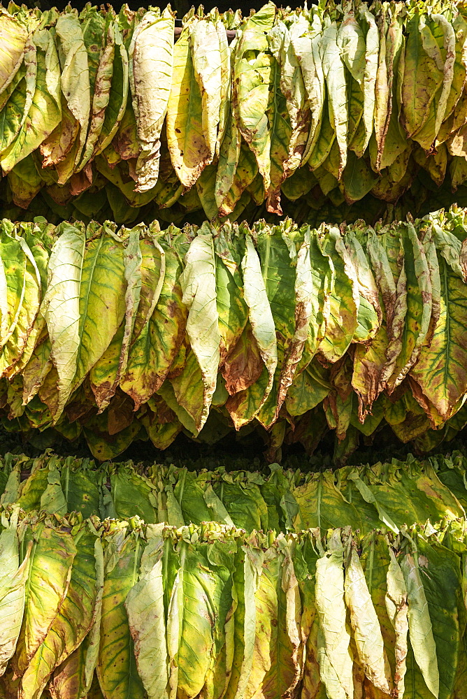 Cultivated tobacco (Nicotiana tabacum), tobacco leaves hung to dry, Pinar del Rio Province, Cuba, Central America