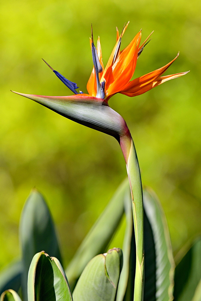 Strelitzia (Strelitzia reginae), flower, North Rhine-Westphalia, Germany, Europe