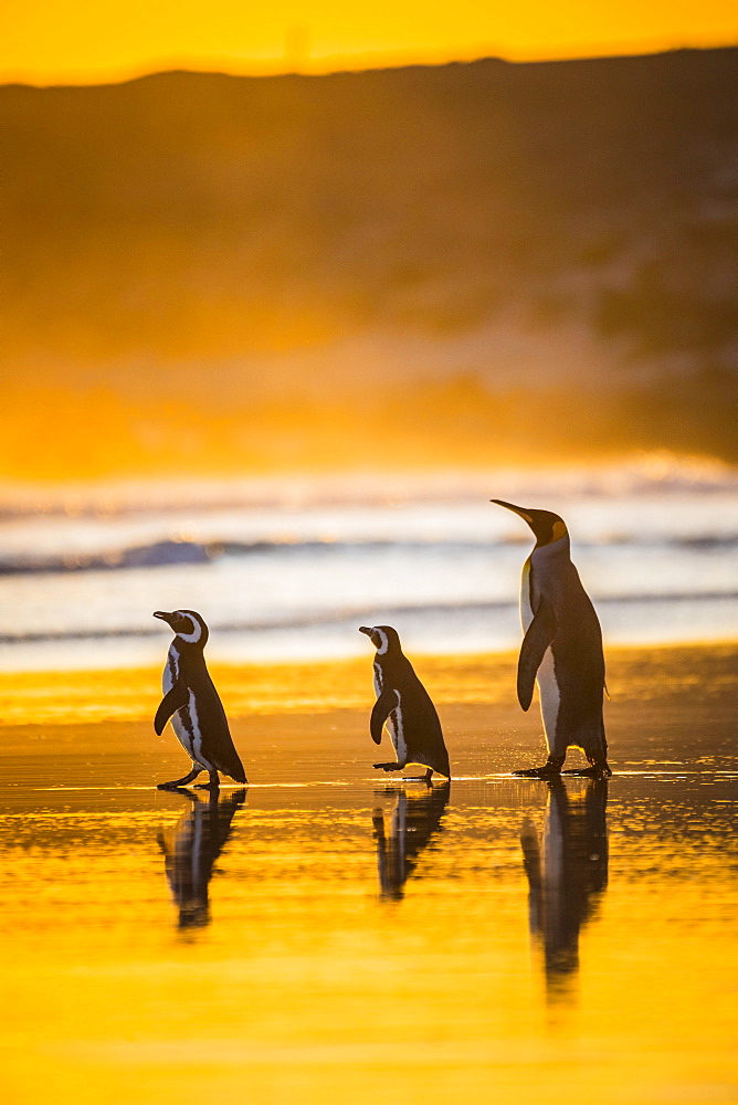 Magellanic penguins (Spheniscus magellanicus) and King penguin (Aptenodytes patagonicus) together on the way to the sea at sunrise, Volunteer Point, Falkland Islands, Great Britain, South America